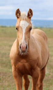Quarterhorse Verkaufspferde