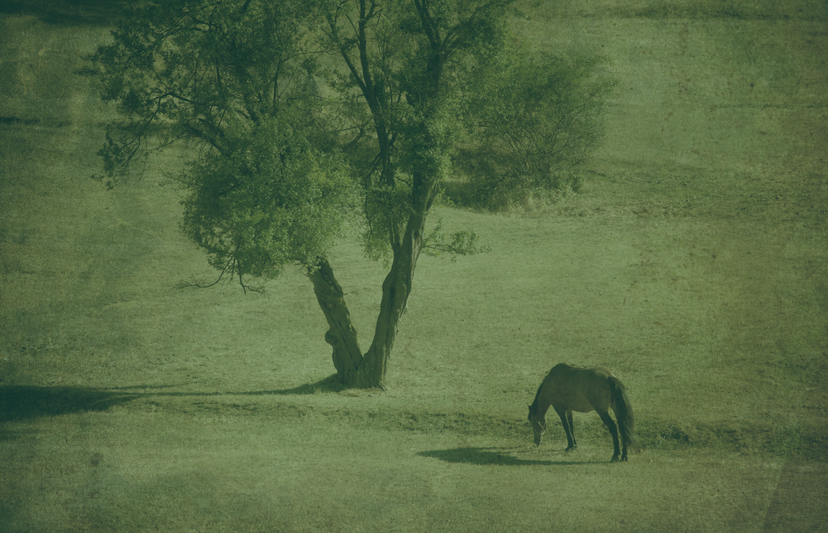 wolf quarterhorses